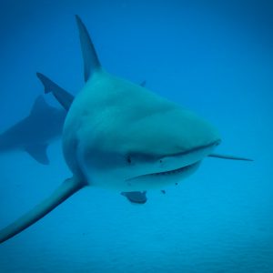 PAQUETE 4 BUCEOS: COZUMEL, TIBURÓN TORO Y PLAYA DEL CARMEN