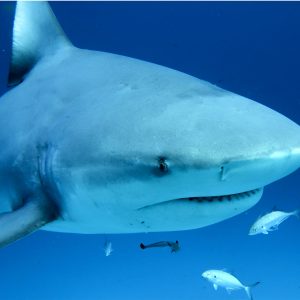 TIBURÓN TORO + BAHÍA PLAYA DEL CARMEN