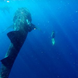 SNORKEL CON EL TIBURÓN BALLENA ( de Mayo a Junio)