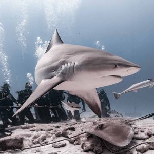 TIBURÓN TORO, Encuentro cercano