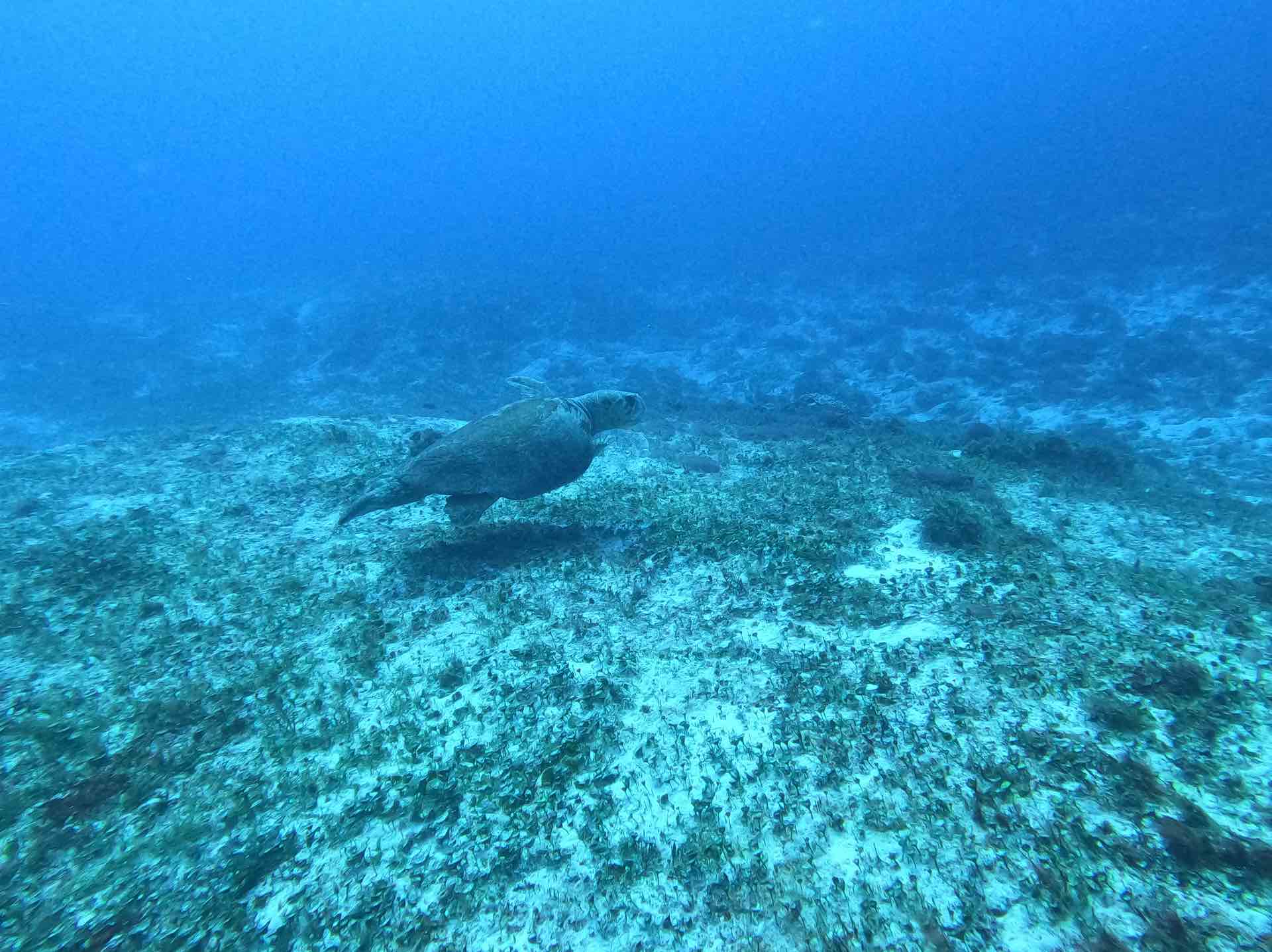 Lepidochelys kempii!
