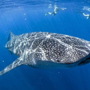 SNORKEL CON TIBURON BALLENA ( desde Holbox)