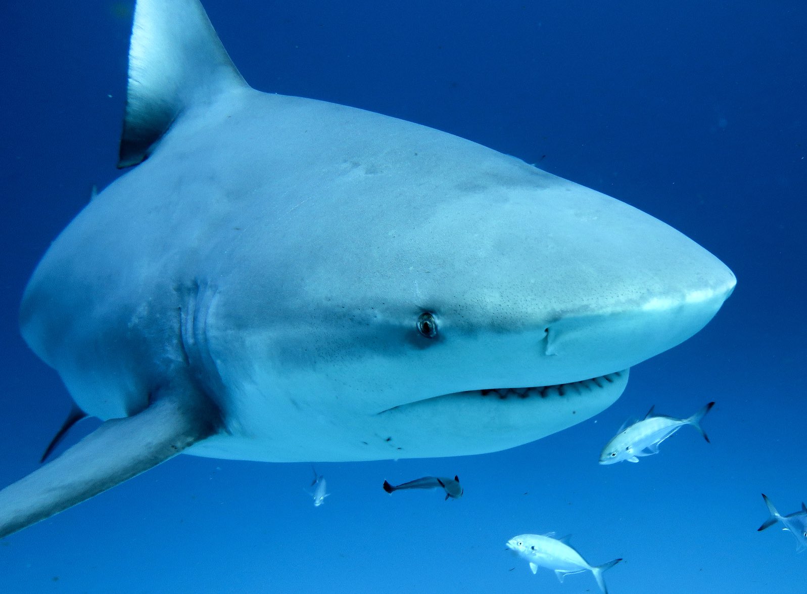 The Shark Season Has Begun in Playa del Carmen!