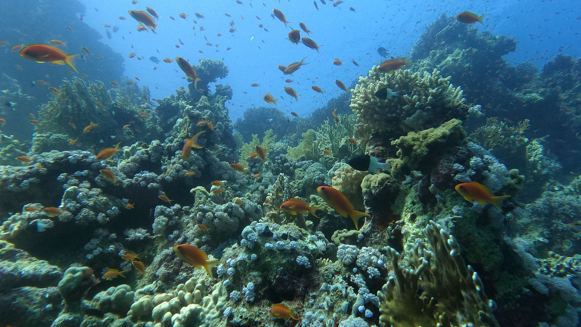 Datos que no sabías sobre el Mar Rojo