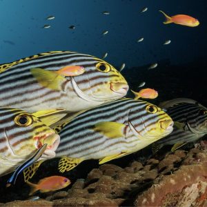 LIVEABOARD MALDIVAS - TODO EL AÑO