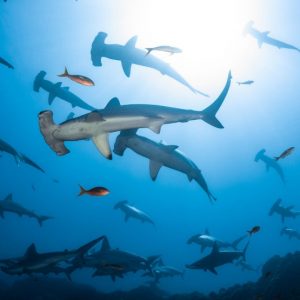 LIVEABOARD REVILLAGIGEDO 8 AL 16 DE DICIEMBRE 2025