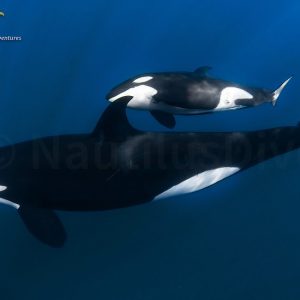 Liveaboard - Safari oceánico: ¡Ballenas, mobulas, orcas y mucho más!