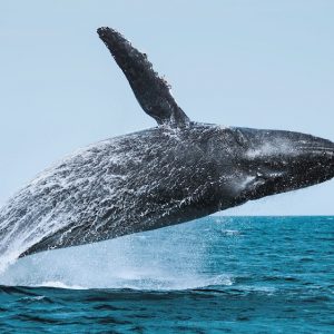 Liveaboard - La Paz / Gran Círculo de Loreto – Mar de Cortés