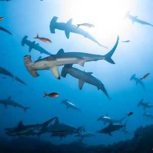 Liveaboard - Isla Socorro